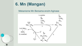 6. Mn (Mangan)
Mekanisme Mn Bersama enzim Aginase
 