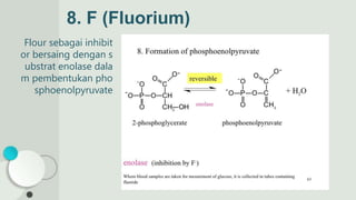 Flour sebagai inhibit
or bersaing dengan s
ubstrat enolase dala
m pembentukan pho
sphoenolpyruvate
8. F (Fluorium)
 
