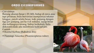 • Ciri-cirinya
Burung ukuran besar ( 25-140), hidup di rawa atau
tepi perairan, bulu bervariasi mempunyai tekstur
longgar, paruh selalu besar, kaki panjang dengan
tiga jari panjang, jari ke 4 di reduksi, sayap besar
dan terbangnya tenang, hidup berkoloni, bulu
dekoratif,tidak ada membrane kulit sel jari,
Contoh :
• Kuntul Kerbau (Bubulcus ibis)

• Flamingo Amerika (Phoenicopterus ruber)

 