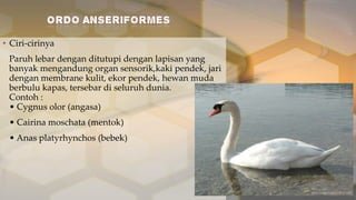 • Ciri-cirinya
Paruh lebar dengan ditutupi dengan lapisan yang
banyak mengandung organ sensorik,kaki pendek, jari
dengan membrane kulit, ekor pendek, hewan muda
berbulu kapas, tersebar di seluruh dunia.
Contoh :
• Cygnus olor (angasa)
• Cairina moschata (mentok)
• Anas platyrhynchos (bebek)

 