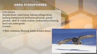 • Ciri-cirinya
Kepala besar, mata besar, lubang telinga besar
kadang mempunyai lembaran penutup, paruh
pendek, aktif di waktu malam, makanannya burung
kecil dan anttropoda.
Contoh :
• Strix nebulosa (Burung hantu kelabu besar)

 