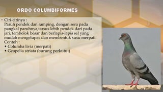 • Ciri-cirinya :
Paruh pendek dan ramping, dengan sera pada
pangkal paruhnya,tarsus lebih pendek dari pada
jari, tembolok besar dan berlapis-lapis sel yang
mudah mengelupas dan membentuk susu merpati
Contoh :
• Columba livia (merpati)
• Geopelia striata (burung perkutut)

 