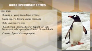 Ciri- Ciri :
• Burung air yang tidak dapat terbang
• Sayap seperti dayung untuk berenang

• Bulu kecil seperti sisik
• Kaki berjari 4 (semua kearah depan), jari kaki
berselaput, ada lapisan lemak tebal dibawah kulit

Contoh : Aptenodytes (penguin)

 