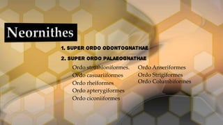 1. Super ordo odontognathae
2. Super ordo palaeognathae
Ordo struthioniformes.
Ordo casuariiformes
Ordo rheiformes
Ordo apterygiformes
Ordo ciconiiformes

Ordo Anseriformes
Ordo Strigiformes
Ordo Columbiformes

 