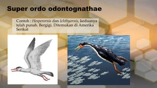 Super ordo odontognathae
Contoh : Hesperornis dan Ichthyornis, keduanya
telah punah. Bergigi. Ditemukan di Amerika
Serikat

 