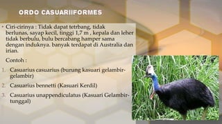 • Ciri-cirinya : Tidak dapat tetrbang, tidak
berlunas, sayap kecil, tinggi 1,7 m , kepala dan leher
tidak berbulu, bulu bercabang hamper sama
dengan induknya. banyak terdapat di Australia dan
irian.
Contoh :
1. Casuarius casuarius (burung kasuari gelambirgelambir)
2. Casuarius bennetti (Kasuari Kerdil)
3. Casuarius unappendiculatus (Kasuari Gelambirtunggal)

 