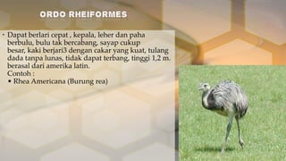 • Dapat berlari cepat , kepala, leher dan paha
berbulu, bulu tak bercabang, sayap cukup
besar, kaki berjari3 dengan cakar yang kuat, tulang
dada tanpa lunas, tidak dapat terbang, tinggi 1,2 m.
berasal dari amerika latin.
Contoh :
• Rhea Americana (Burung rea)

 