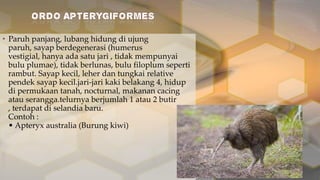 • Paruh panjang, lubang hidung di ujung
paruh, sayap berdegenerasi (humerus
vestigial, hanya ada satu jari , tidak mempunyai
bulu plumae), tidak berlunas, bulu filoplum seperti
rambut. Sayap kecil, leher dan tungkai relative
pendek sayap kecil.jari-jari kaki belakang 4, hidup
di permukaan tanah, nocturnal, makanan cacing
atau serangga.telurnya berjumlah 1 atau 2 butir
, terdapat di selandia baru.
Contoh :
• Apteryx australia (Burung kiwi)

 