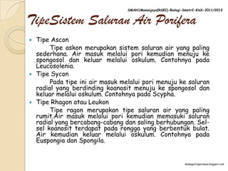 SMAN1Manonjaya(RSBI)-Biologi-Smstr2-KlsX-2011/2012


TipeSistem Saluran Air Porifera
   Tipe Ascon
         Tipe askon merupakan sistem saluran air yang paling
    sederhana. Air masuk melalui pori kemudian menuju ke
    spongosol dan keluar melalui oskulum. Contohnya pada
    Leucosolenia.
   Tipe Sycon
         Pada tipe ini air masuk melalui pori menuju ke saluran
    radial yang berdinding koanosit menuju ke spongosol dan
    keluar melalui oskulum. Contohnya pada Scypha.
   Tipe Rhagon atau Leukon
         Tipe ragon merupakan tipe saluran air yang paling
    rumit.Air masuk melalui pori kemudian memasuki saluran
    radial yang bercabang-cabang dan saling berhubungan. Sel-
    sel koanosit terdapat pada rongga yang berbentuk bulat.
    Air kemudian keluar melalui oskulum. Contohnya pada
    Euspongia dan Spongila.


                                                                 dedaagistiapermana.blogspot.com
 
