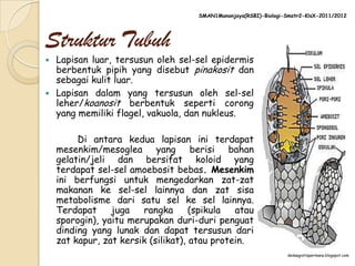 SMAN1Manonjaya(RSBI)-Biologi-Smstr2-KlsX-2011/2012




Struktur Tubuh
 Lapisan luar, tersusun oleh sel-sel epidermis
  berbentuk pipih yang disebut pinakosit dan
  sebagai kulit luar.
 Lapisan dalam yang tersusun oleh sel-sel
  leher/koanosit berbentuk seperti corong
  yang memiliki flagel, vakuola, dan nukleus.

         Di antara kedua lapisan ini terdapat
    mesenkim/mesoglea yang berisi bahan
    gelatin/jeli dan bersifat koloid yang
    terdapat sel-sel amoebosit bebas. Mesenkim
    ini berfungsi untuk mengedarkan zat-zat
    makanan ke sel-sel lainnya dan zat sisa
    metabolisme dari satu sel ke sel lainnya.
    Terdapat     juga   rangka       (spikula  atau
    sporogin), yaitu merupakan duri-duri penguat
    dinding yang lunak dan dapat tersusun dari
    zat kapur, zat kersik (silikat), atau protein.
                                                                   dedaagistiapermana.blogspot.com
 