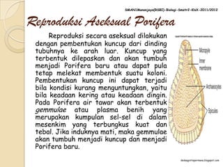 SMAN1Manonjaya(RSBI)-Biologi-Smstr2-KlsX-2011/2012



Reproduksi Aseksual Porifera
      Reproduksi secara aseksual dilakukan
 dengan pembentukan kuncup dari dinding
 tubuhnya ke arah luar. Kuncup yang
 terbentuk dilepaskan dan akan tumbuh
 menjadi Porifera baru atau dapat pula
 tetap melekat membentuk suatu koloni.
 Pembentukan kuncup ini dapat terjadi
 bila kondisi kurang menguntungkan, yaitu
 bila keadaan kering atau keadaan dingin.
 Pada Porifera air tawar akan terbentuk
 gemmulae atau plasma benih yang
 merupakan kumpulan sel-sel di dalam
 mesenkim yang terbungkus kuat dan
 tebal. Jika induknya mati, maka gemmulae
 akan tumbuh menjadi kuncup dan menjadi
 Porifera baru.
                                                          dedaagistiapermana.blogspot.com
 