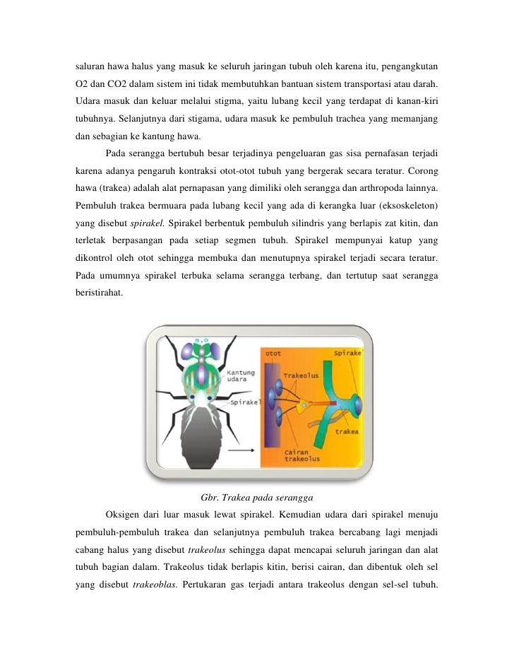 Laporan Praktikum Fisiologi Hewan Pernapasan Pada Hewan Jangkrik G