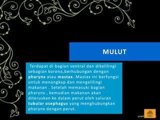 MULUT
Terdapat di bagian ventral dan dikelilingi
sebagian korona,berhubungan dengan
pharynx atau mastax. Mastax ini berfungsi
untuk menangkap dan mengelilingi
makanan . Setelah memasuki bagian
pharynx , kemudian makanan akan
diteruskan ke dalam perut oleh saluran
tubular osephagus yang menghubungkan
pharynx dengan perut.

 