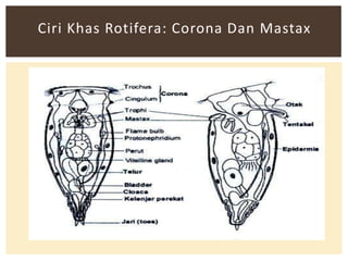 Ciri Khas Rotifera: Corona Dan Mastax

 