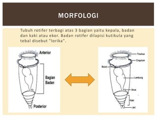 MORFOLOGI
Tubuh rotifer terbagi atas 3 bagian yaitu kepala, badan
dan kaki atau ekor. Badan rotifer dilapisi kutikula yang
tebal disebut "lorika".

 