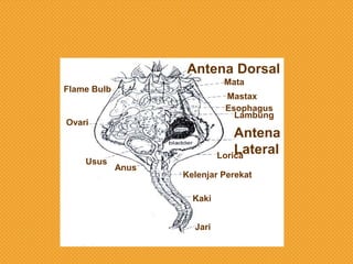 Antena Dorsal
Mata

Flame Bulb

Mastax
Esophagus
Lambung

Ovari

Usus

Antena
Lateral
Lorica
Anus

Kelenjar Perekat
Kaki
Jari

 