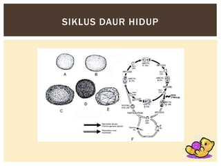 SIKLUS DAUR HIDUP

 