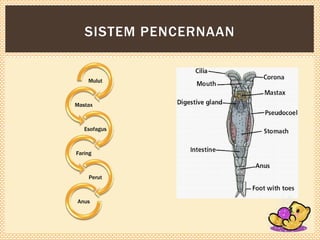 SISTEM PENCERNAAN

Mulut

Mastax

Esofagus

Faring

Perut

Anus

 