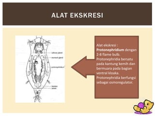 ALAT EKSKRESI

Alat ekskresi :
Protonephridium dengan
2-8 flame bulb.
Protonephridia bersatu
pada kantung kemih dan
bermuara pada bagian
ventral kloaka.
Protonephridia berfungsi
sebagai osmoregulator.

 