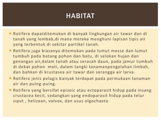 HABITAT
 Rotifera dapatditemukan di banyak lingkungan air tawar dan di
tanah yang lembab,di mana mereka menghuni lapisan tipis air
yang terbentuk di sekitar partikel tanah.
 Rotifera juga biasanya ditemukan pada lumut mosse dan lumut
tumbuh pada batang pohon dan batu, di selokan hujan dan
genangan air,dalam tanah atau serasah daun, pada jamur tumbuh
di dekat pohon mati, dalam tangki tanamanpengolahan limbah,
dan bahkan di krustasea air tawar dan serangga air larva.
 Rotifera jenis pelagis b anyak terdapat pada permukaan tanaman
air dan puing-puing.
 Rotifera yang bersifat epizoic atau ectoparasit hidup pada insang
crustacea kecil, sedangkan yang endoparasit hidup pada telur
siput , helizoan, volvox, dan usus olgochaeta.

 