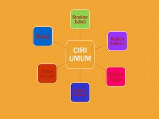 Struktur
Tubuh

Mulut

Bagian
Anterior

CIRI
UMUM
Organ
Sensori

Bagian
Trunk
Bagian
Posterior

 