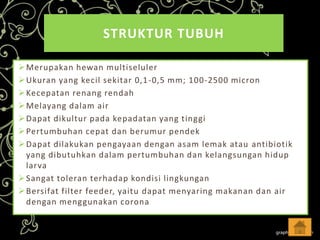 STRUKTUR TUBUH
 Merupakan hewan multiseluler
 Ukuran yang kecil sekitar 0,1 -0,5 mm; 100-2500 micron
 Kecepatan renang rendah
 Melayang dalam air
 Dapat dikultur pada kepadatan yang tinggi
 Pertumbuhan cepat dan berumur pendek
 Dapat dilakukan pengayaan dengan asam lemak atau antibiotik
yang dibutuhkan dalam pertumbuhan dan kelangsungan hidup
larva
 Sangat toleran terhadap kondisi lingkungan
 Bersifat filter feeder, yaitu dapat menyaring makanan dan air
dengan menggunakan corona

 