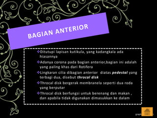 Ditutupi lapisan kutikula, yang kadangkala ada
hiasannya
Adanya corona pada bagian anterior,bagian ini adalah
yang paling khas dari Rotifera
Lingkaran cilia dibagian anterior diatas pedestal yang
terbagi dua, disebut throcal disk
Throcal disk bergerak membranela seperti dua roda
yang berputar
Throcal disk berfungsi untuk berenang dan makan ,
dan apabila tidak digunakan dimasukkan ke dalam

 