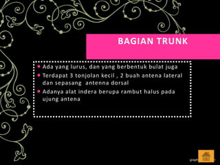 BAGIAN TRUNK
 Ada yang lurus, dan yang berbentuk bulat juga
 Terdapat 3 tonjolan kecil , 2 buah antena lateral
dan sepasang antenna dorsal
 Adanya alat indera berupa rambut halus pada
ujung antena

 