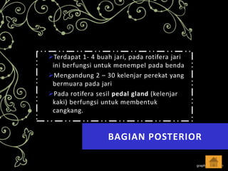 Terdapat 1- 4 buah jari, pada rotifera jari
ini berfungsi untuk menempel pada benda
Mengandung 2 – 30 kelenjar perekat yang
bermuara pada jari
Pada rotifera sesil pedal gland (kelenjar
kaki) berfungsi untuk membentuk
cangkang.

BAGIAN POSTERIOR

 