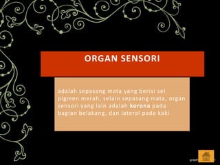 ORGAN SENSORI
adalah sepasang mata yang berisi sel
pigmen merah, selain sepasang mata, organ
sensori yang lain adalah korona pada
bagian belakang, dan lateral pada kaki

 