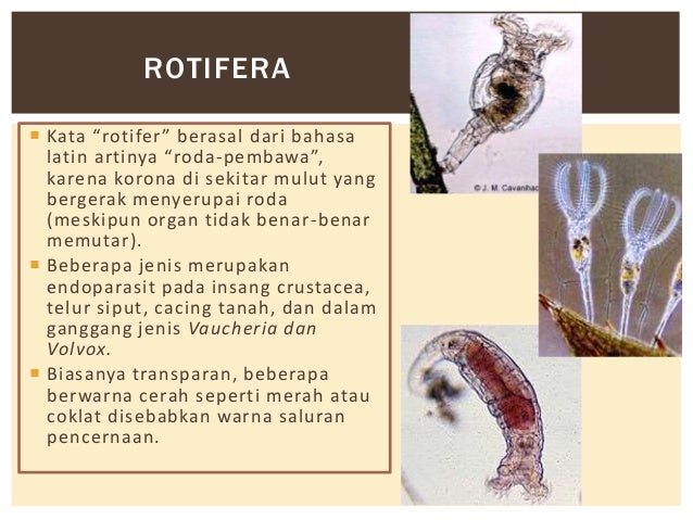  Avertebrata  Air Fylum Rotifera