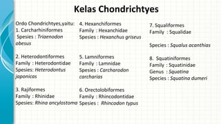 Kelas Chondrichtyes
Ordo Chondrichtyes,yaitu:
1. Carcharhiniformes
Spesies : Triaenodon
obesus
2. Heterodontiformes
Family...