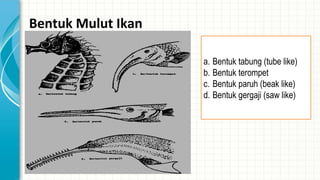 Bentuk Mulut Ikan
a. Bentuk tabung (tube like)
b. Bentuk terompet
c. Bentuk paruh (beak like)
d. Bentuk gergaji (saw like)
 