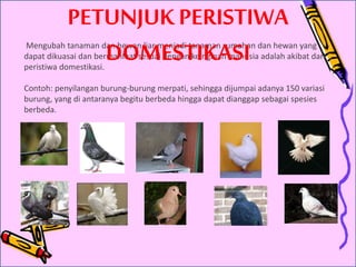Mengubah tanaman dan hewan liar menjadi tanaman rumahan dan hewan yang
dapat dikuasai dan bermanfaat sesuai dengan keinginan manusia adalah akibat dari
peristiwa domestikasi.
Contoh: penyilangan burung-burung merpati, sehingga dijumpai adanya 150 variasi
burung, yang di antaranya begitu berbeda hingga dapat dianggap sebagai spesies
berbeda.
PETUNJUK PERISTIWA
DOMESTIKASI
 