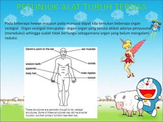 Pada beberapa hewan maupun pada manusia dapat kita temukan beberapa organ
vestigial. Organ vestigial merupakan organ-organ yang tersisa akibat adanya penyusutan
(mereduksi) sehingga sudah tidak berfungsi sebagaimana organ yang belum mengalami
reduksi.
 