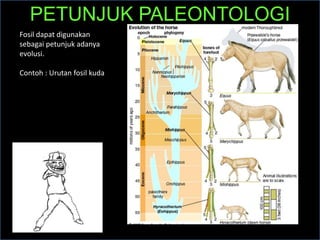 Fosil dapat digunakan
sebagai petunjuk adanya
evolusi.
Contoh : Urutan fosil kuda
PETUNJUK PALEONTOLOGI
 