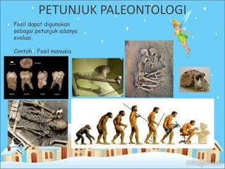 Fosil dapat digunakan
sebagai petunjuk adanya
evolusi.
Contoh : Fosil manusia
PETUNJUK PALEONTOLOGI
 