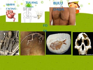 UMBAI
CACING
TULANG
EKOR
FO
SIL
BULU
DADA
 