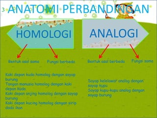 ANATOMI PERBANDINGAN
HOMOLOGI
Bentuk asal sama Bentuk asal berbedaFungsi berbeda Fungsi sama
ANALOGI
Kaki depan kuda homolog dengan sayap
burung
Tangan manusia homolog dengan kaki
depan kuda
Kaki depan anjing homolog dengan sayap
burung
Kaki depan kucing homolog dengan sirip
dada ikan
Sayap kelelawar analog dengan
sayap kupu
Sayap kupu-kupu analog dengan
sayap burung
3
 