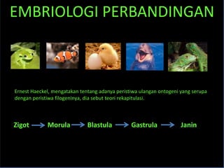 Ernest Haeckel, mengatakan tentang adanya peristiwa ulangan ontogeni yang serupa
dengan peristiwa filogeninya, dia sebut teori rekapitulasi.
Zigot Morula Blastula Gastrula Janin
EMBRIOLOGI PERBANDINGAN
 
