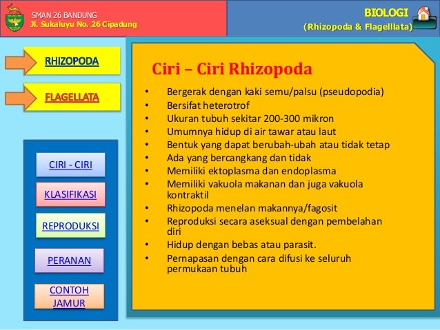 Biologi SMA kelas X ( RHIZOPODA DAN FLAGELLATA )