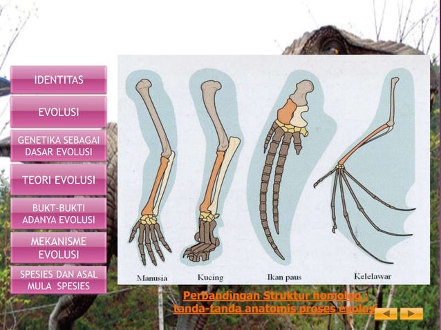 Kelompok 2b evolusi | PPT
