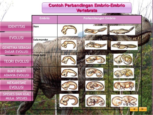 Kelompok 2b evolusi Kelompok 2b evolusi