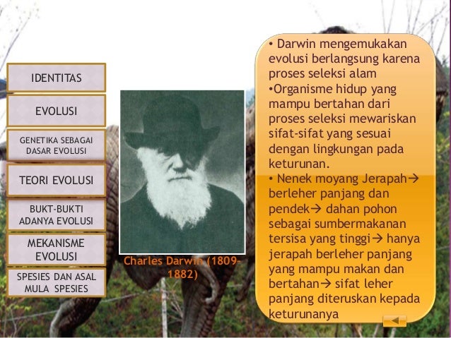 Kelompok 2b evolusi