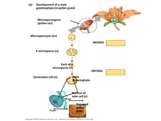 PPT Embriologi Tumbuhan - Mikrosporogenesis dan mikrogametogenesis | PPT
