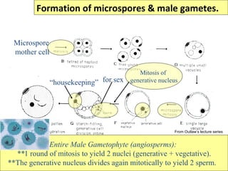 PPT Embriologi Tumbuhan - Mikrosporogenesis dan mikrogametogenesis | PPT