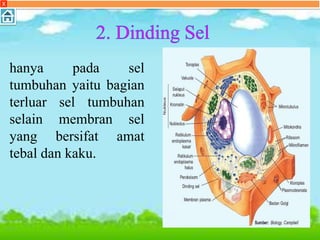 hanya pada sel
tumbuhan yaitu bagian
terluar sel tumbuhan
selain membran sel
yang bersifat amat
tebal dan kaku.
X
 