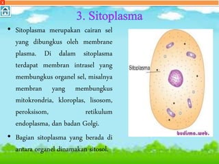 • Sitoplasma merupakan cairan sel
yang dibungkus oleh membrane
plasma. Di dalam sitoplasma
terdapat membran intrasel yang
membungkus organel sel, misalnya
membran yang membungkus
mitokrondria, kloroplas, lisosom,
peroksisom, retikulum
endoplasma, dan badan Golgi.
• Bagian sitoplasma yang berada di
antara organel dinamakan sitosol.
X
 