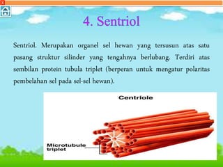Sentriol. Merupakan organel sel hewan yang tersusun atas satu
pasang struktur silinder yang tengahnya berlubang. Terdiri atas
sembilan protein tubula triplet (berperan untuk mengatur polaritas
pembelahan sel pada sel-sel hewan).
X
 