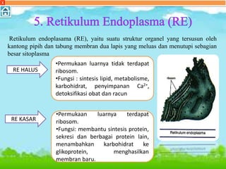 Retikulum endoplasama (RE), yaitu suatu struktur organel yang tersusun oleh
kantong pipih dan tabung membran dua lapis yang meluas dan menutupi sebagian
besar sitoplasma
RE HALUS
•Permukaan luarnya tidak terdapat
ribosom.
•Fungsi : sintesis lipid, metabolisme,
karbohidrat, penyimpanan Ca2+,
detoksifikasi obat dan racun
RE KASAR
•Permukaan luarnya terdapat
ribosom.
•Fungsi: membantu sintesis protein,
sekresi dan berbagai protein lain,
menambahkan karbohidrat ke
glikoprotein, menghasilkan
membran baru.
X
 